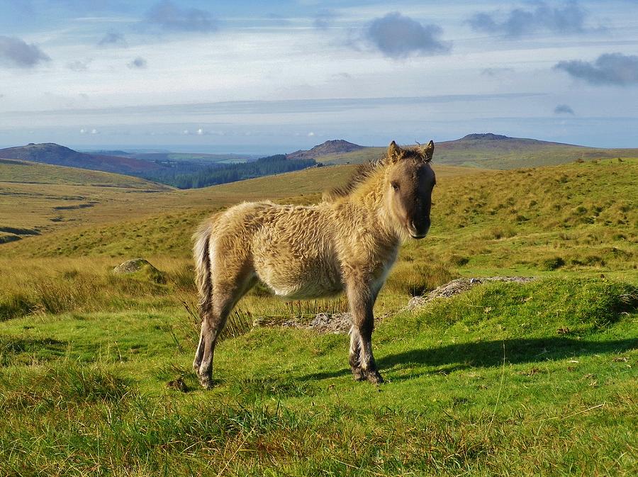 Horse Photograph - Dartmoor Pony Foal On Moor Near Princetown Devon by Richard Brookes