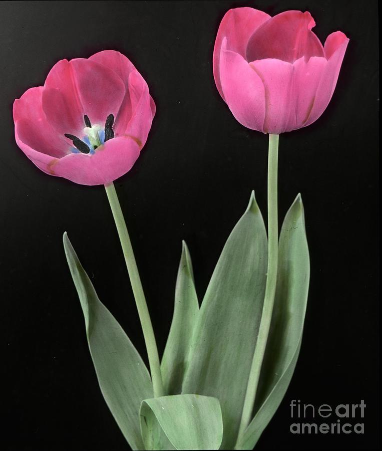 Darwin Tulip Painting by MotionAge Designs