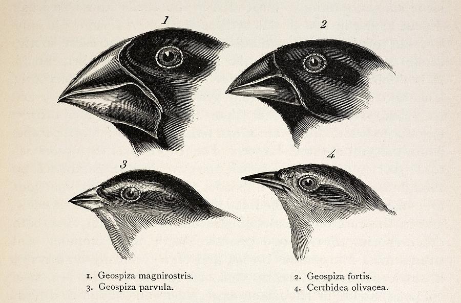 John Gould Photograph - Darwins Galapagos Finches by Paul D Stewart