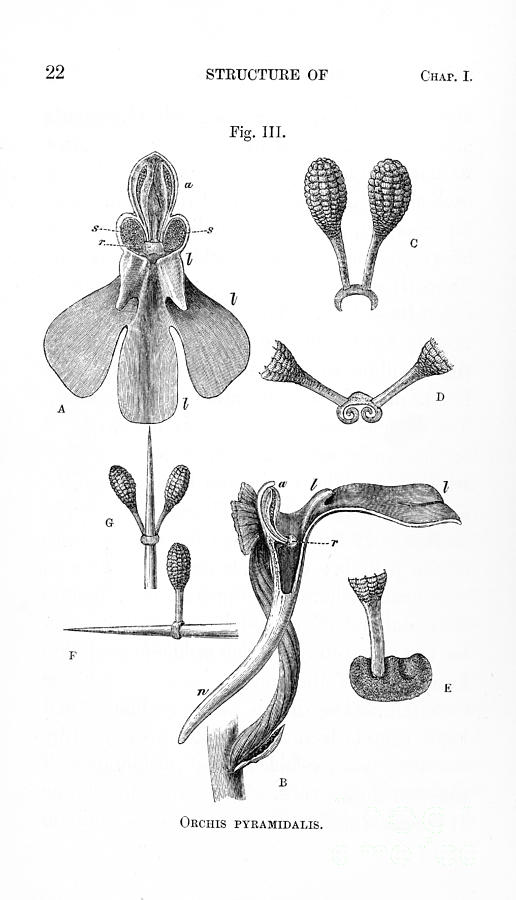 Darwins Illustration Of Orchis Photograph by Wellcome Images