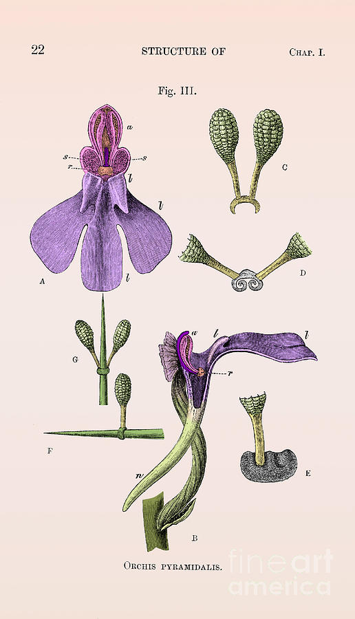 Orchid Photograph - Darwins Orchis Pyramidalis, Illustration by Science Source