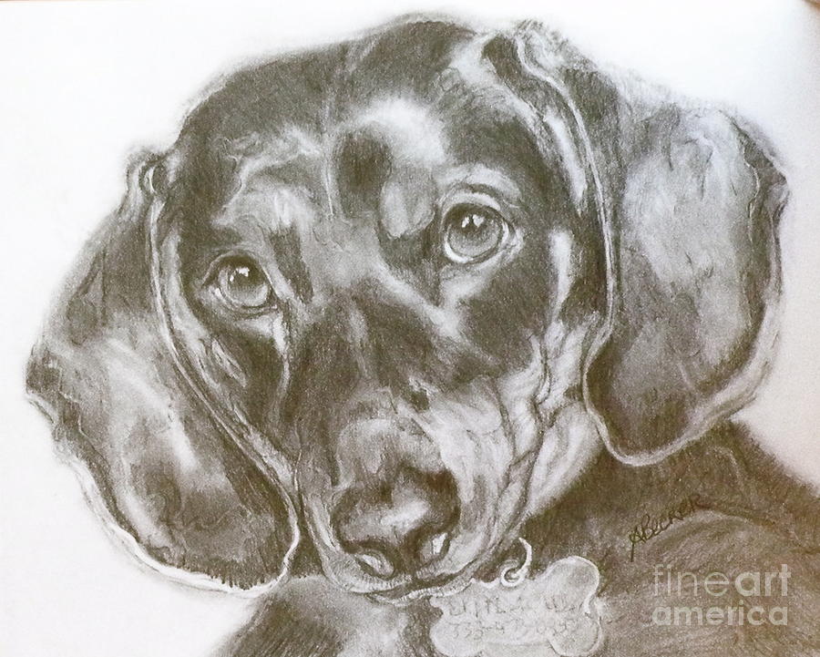Daschund Pencil Drawing Painting by Susan A Becker