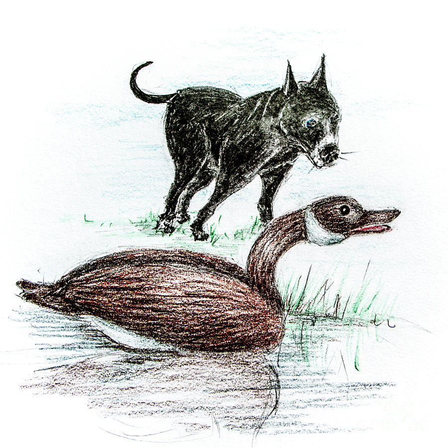 Animal Drawing - Dash And The Goose by Dorothy Hilde Animal Drawing - Dash And The Goose by Dorothy Hilde