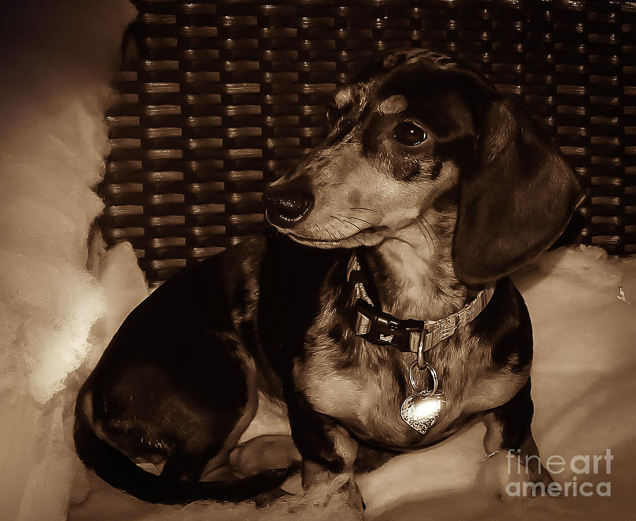 Dash The Dachshund by Camille Pascoe Dash The Dachshund by Camille Pascoe