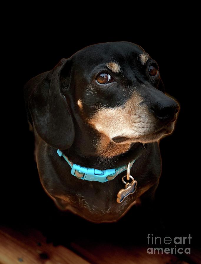 Dog Photograph - Dash The Dachshund by Susan Garren