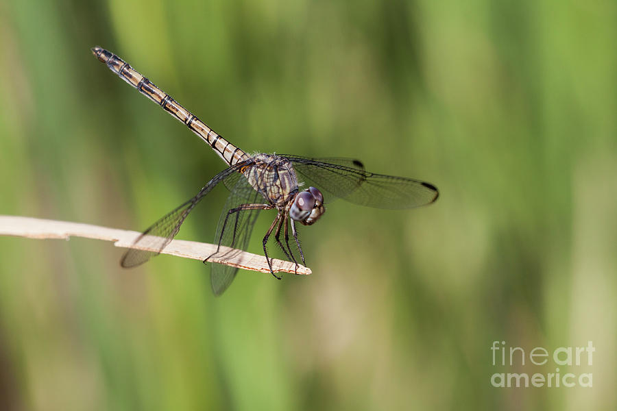Dashing dragonfly  Photograph by Ruth Jolly