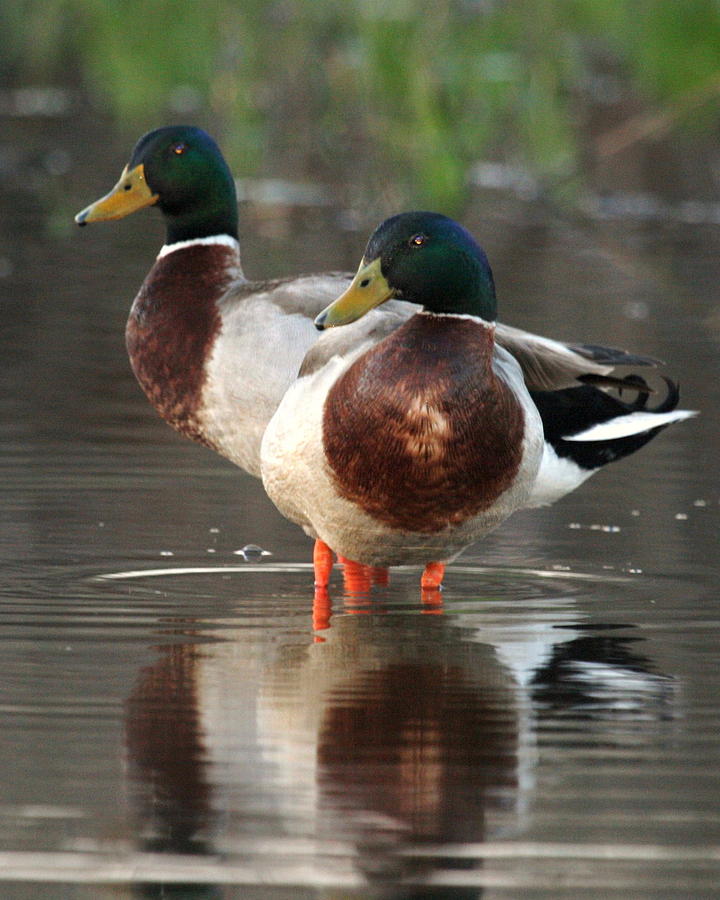 Dashing Ducks Photograph by Betty Carol Parker - Pixels