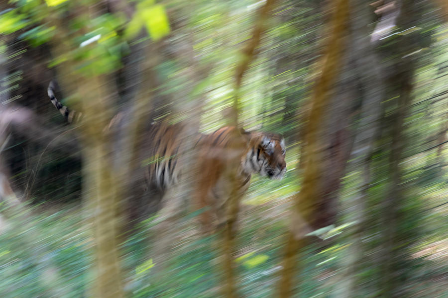 Dashing Through The Woods Photograph by Ramabhadran Thirupattur