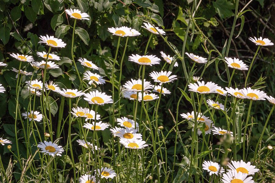 Dasies in Sunlight Photograph by Wayne Fountain - Fine Art America