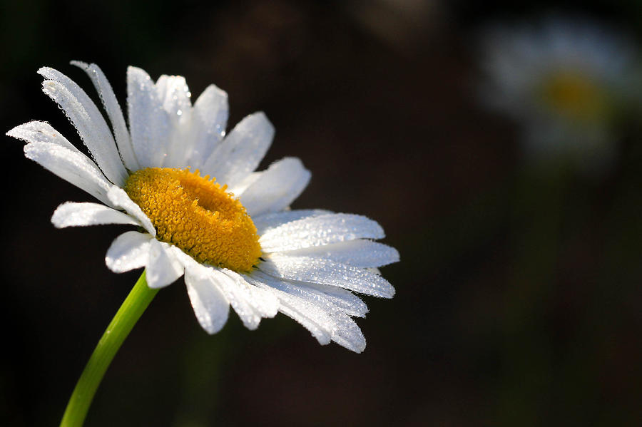 Daisy Photograph - Dasies by Tingy Wende