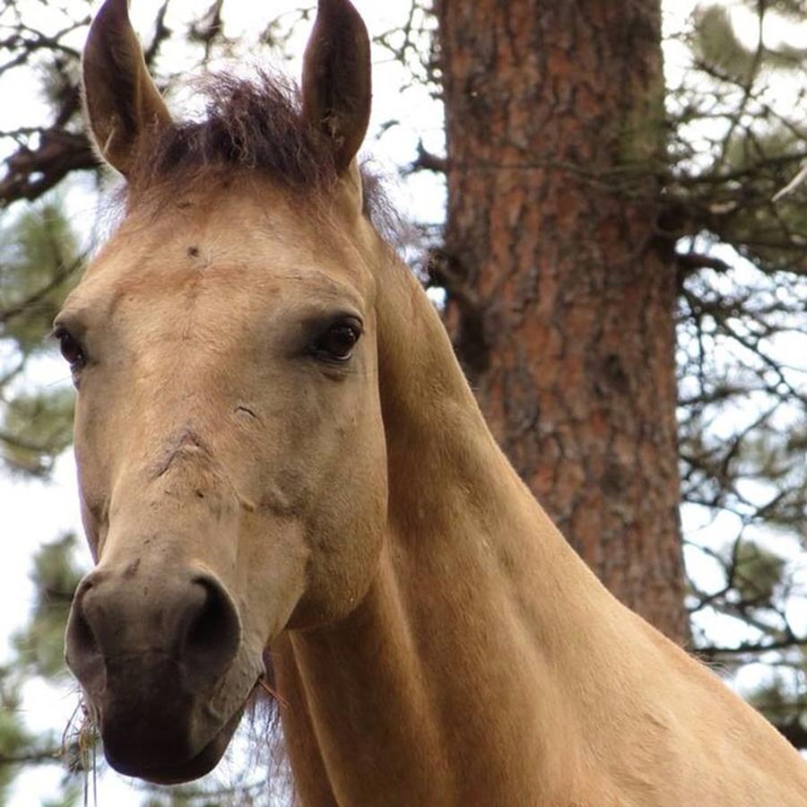 Horse Photograph - Dat Spirit Tho 💥 So Buck Was Pretty by Neli Kvale