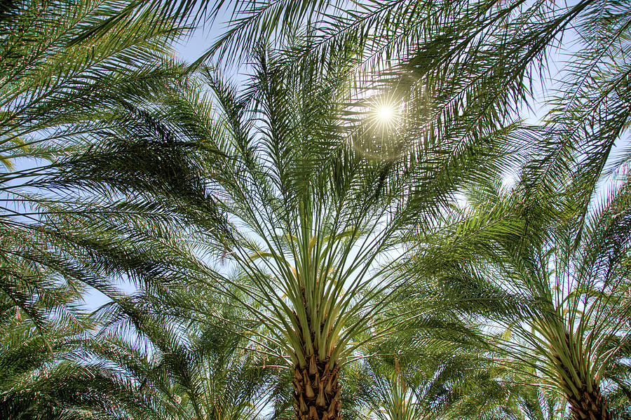 Date Palm Day Photograph by Joan Baker