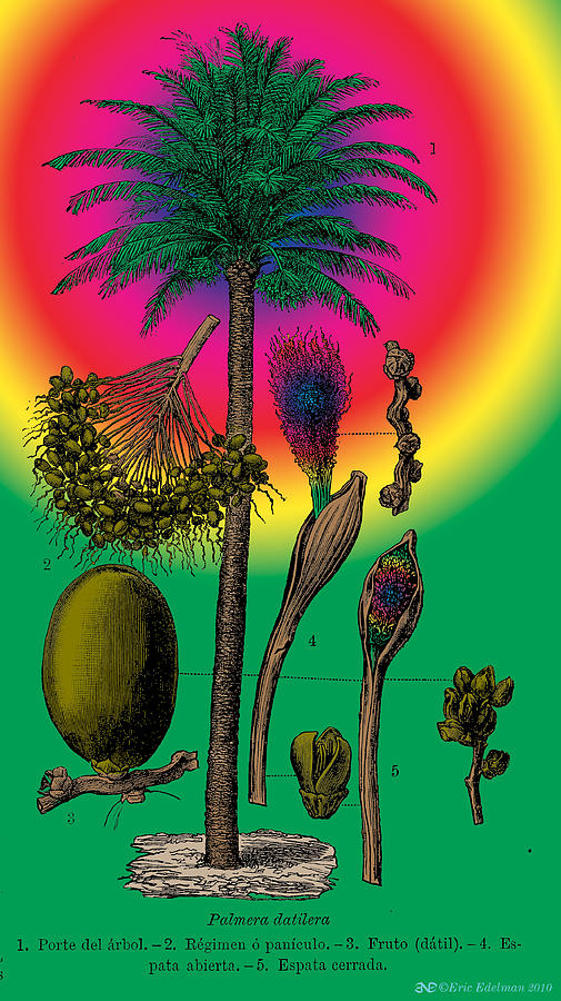 Tree Digital Art - Date Palm by Eric Edelman