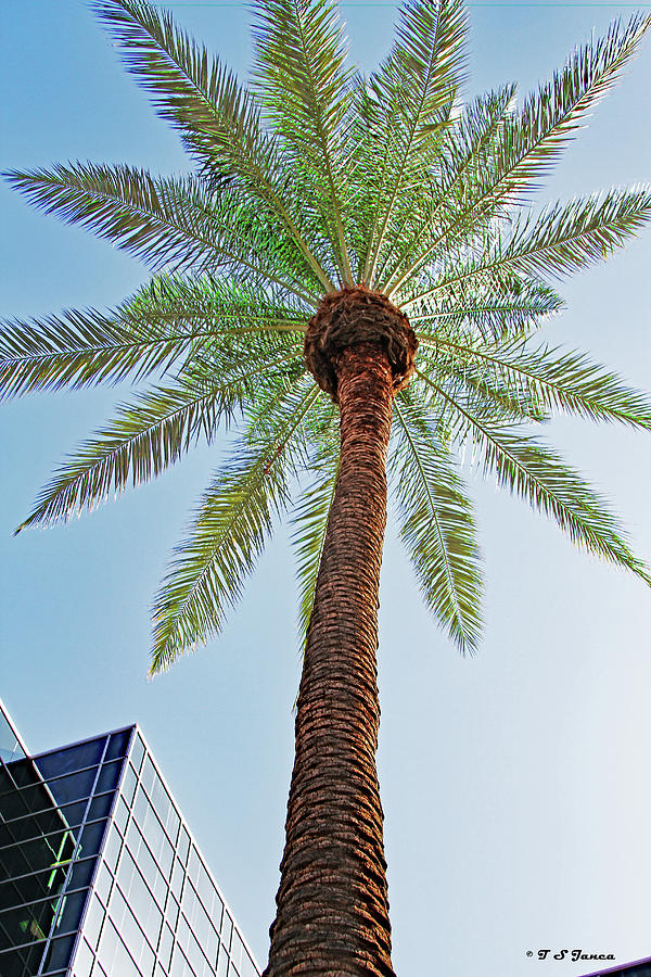 Date Palm In The City Digital Art by Tom Janca