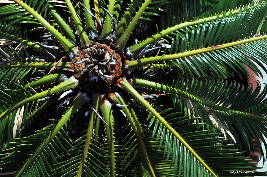 Nature Photograph - Date Palm by Kay Lovingood