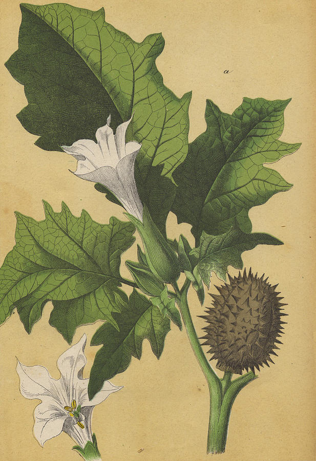 Datura Angels Trumpets Drawing by German Botanical Artist