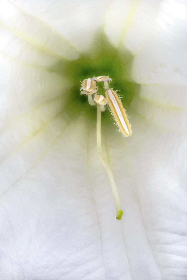 Datura Anthers and Stigma Photograph by Alexander Kunz