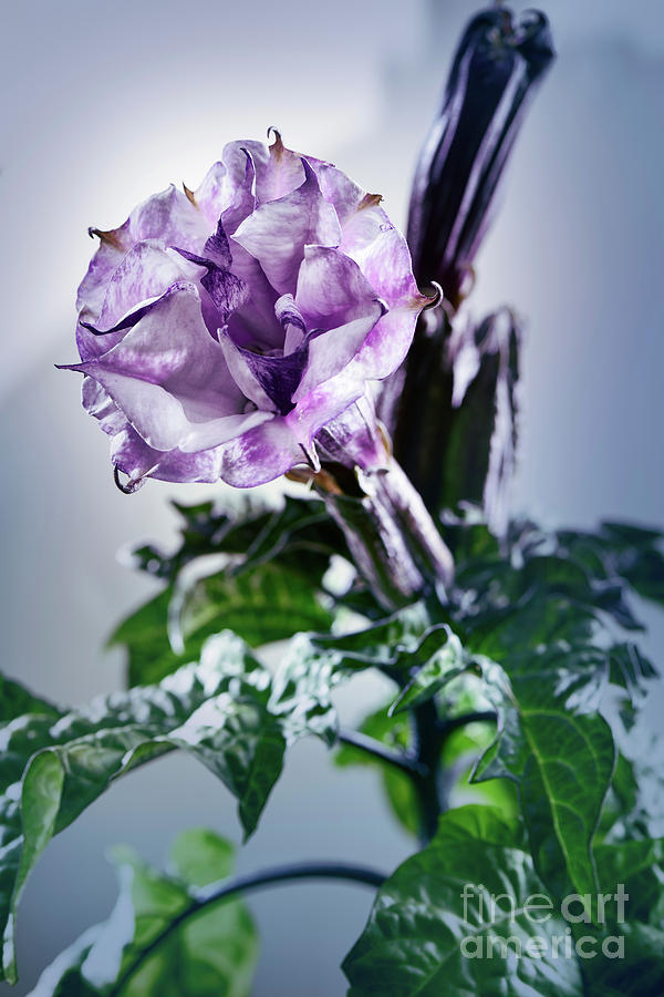 Datura Ballerina Purple flower studio shot Photograph by Awen Fine Art ...