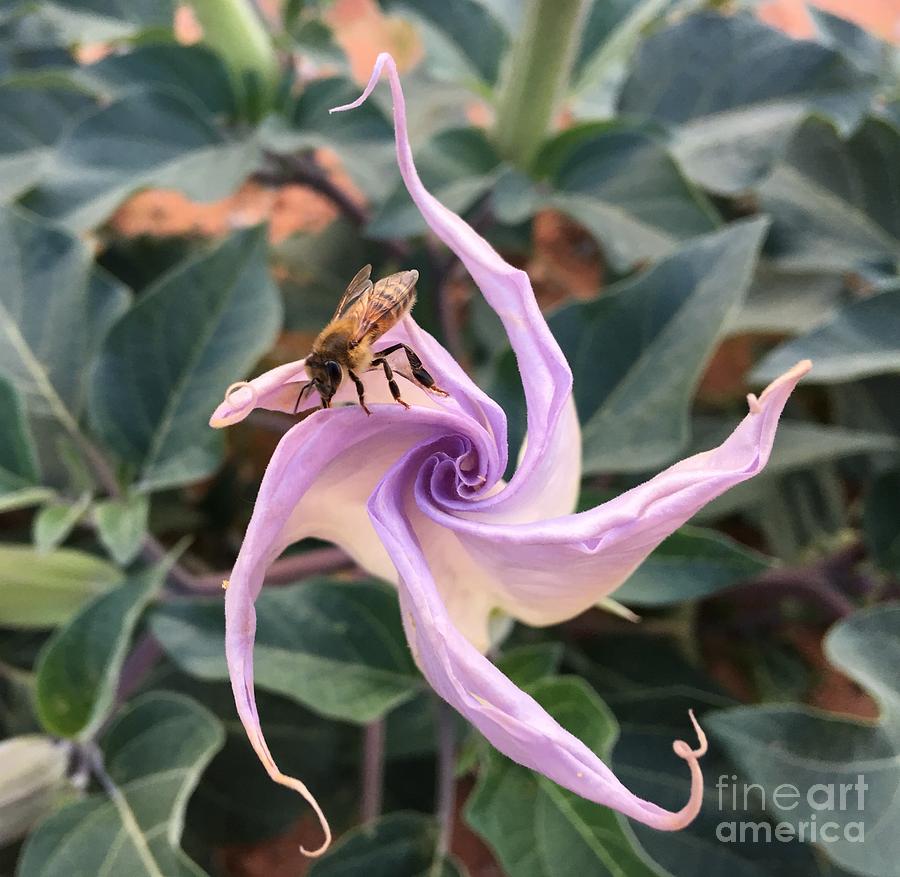 Datura Buzz Painting by Rebecca Weeks