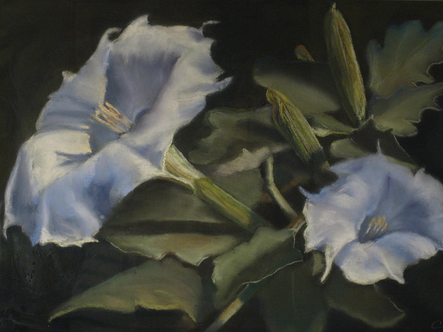 Datura Painting by Constance Gehring