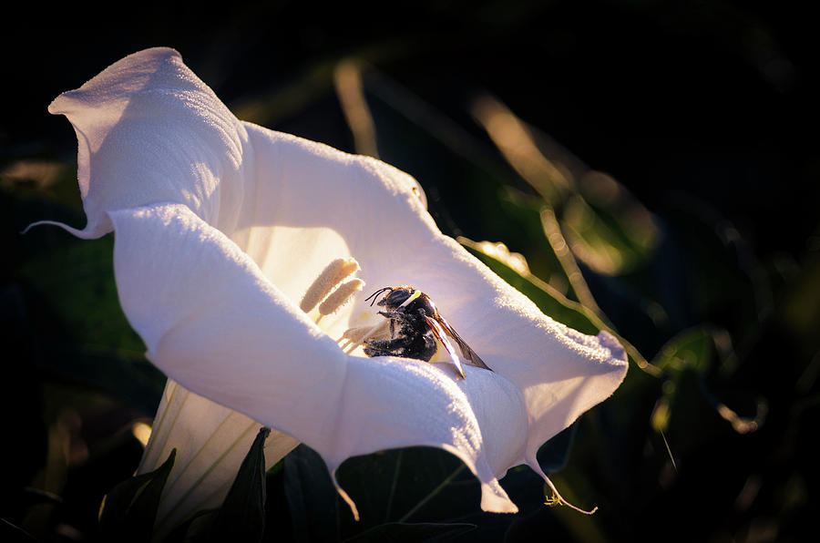 Datura Flower with Bee by Emily Bristor Datura Flower with Bee by Emily Bristor