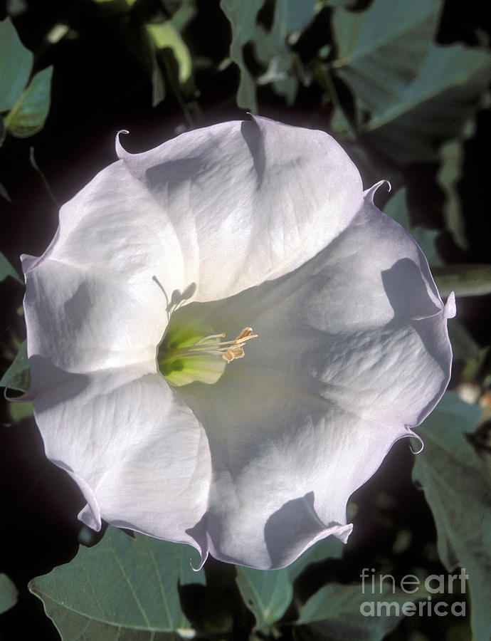 Datura Lily Photograph by Sandra Bronstein