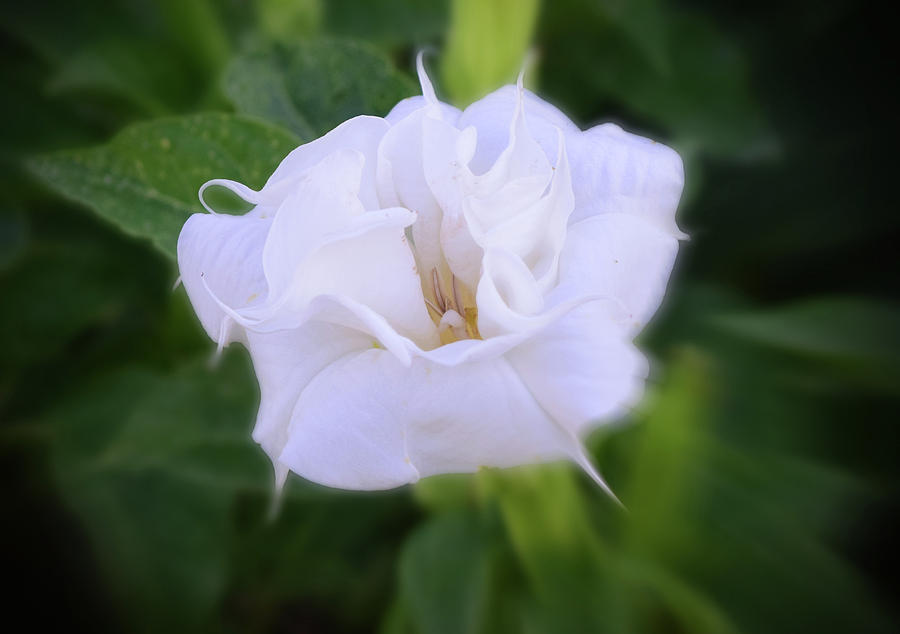 Datura No. 2-1 Photograph by Sandy Taylor