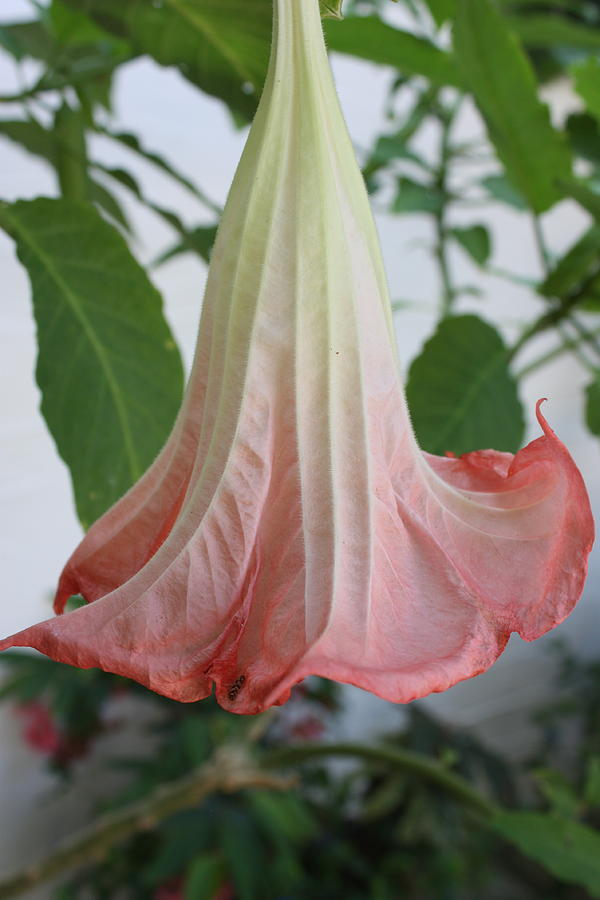 Datura pink Photograph by Yvonne Ayoub