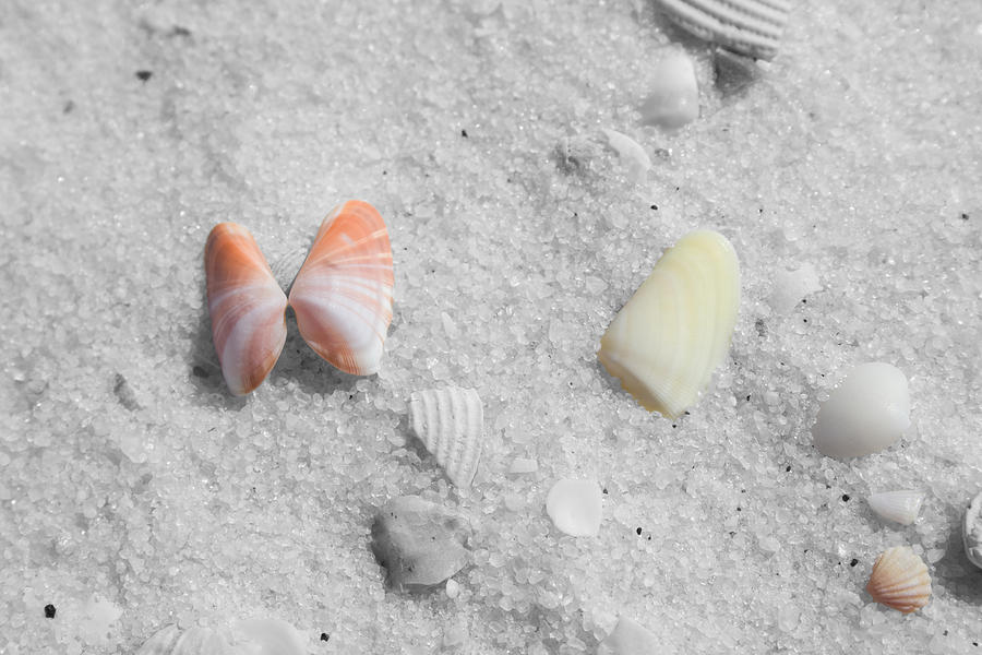 Dauphin Shells Photograph by Dylan Punke