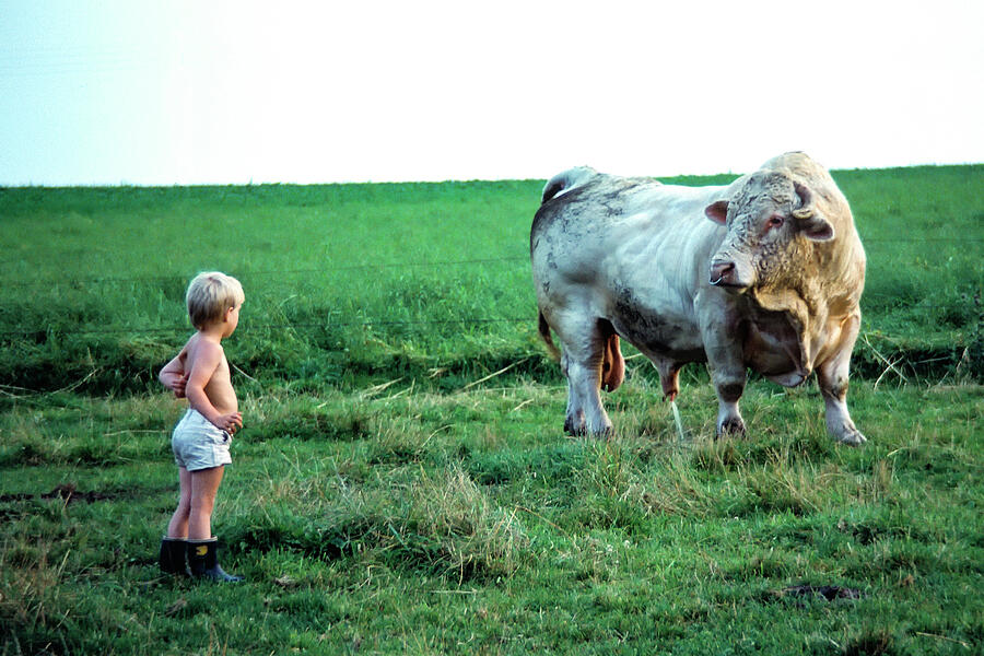 David and the Big Charolais Bull Photograph by Kim Lessel