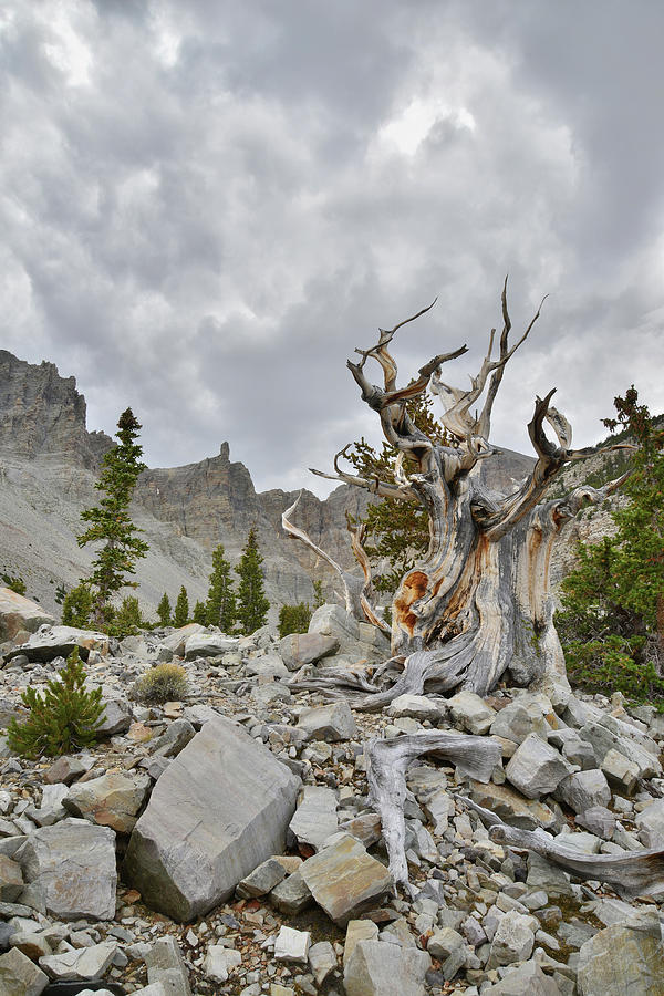 David Muenchs Bristlecone Photograph by Ray Mathis