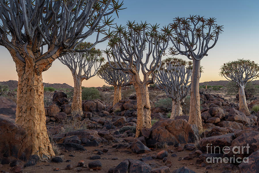 Dawn and Quiver Trees-Namibia Photograph by Sandra Bronstein