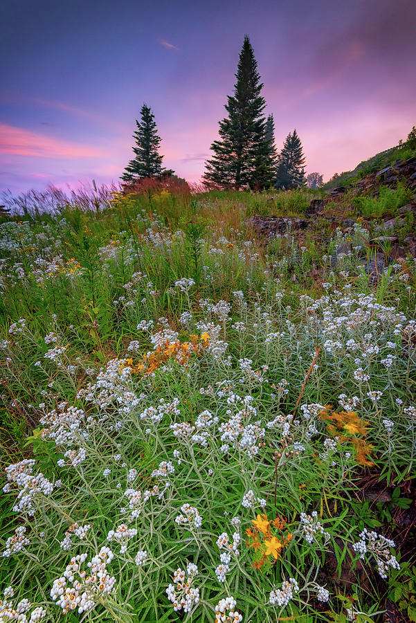 Flower Photograph - Dawn at Height of Land by Rick Berk