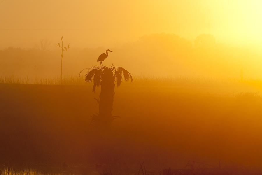 Dawn Photograph by Bill Linhares