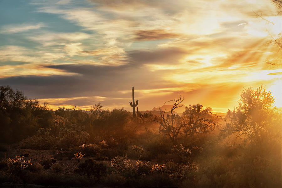 Dawn Breaking in the Sonoran  Photograph by Saija Lehtonen