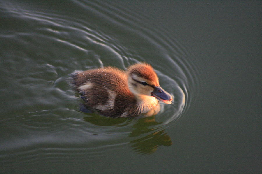Dawn Duckling at Captree Photograph by Christopher J Kirby