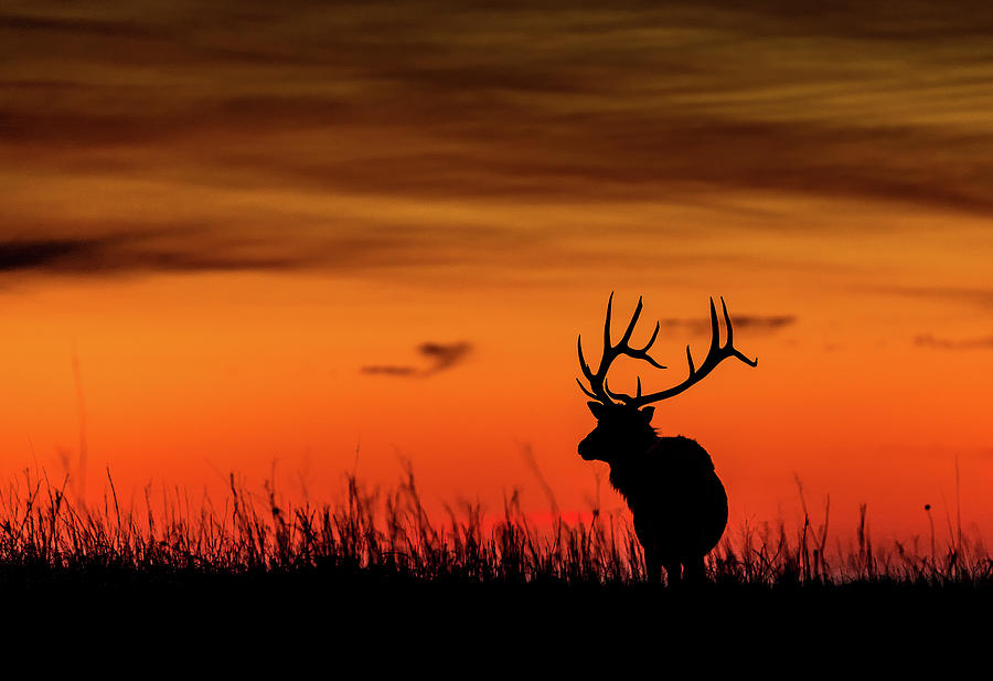 Dawn Elk Photograph by Scott McKay - Fine Art America