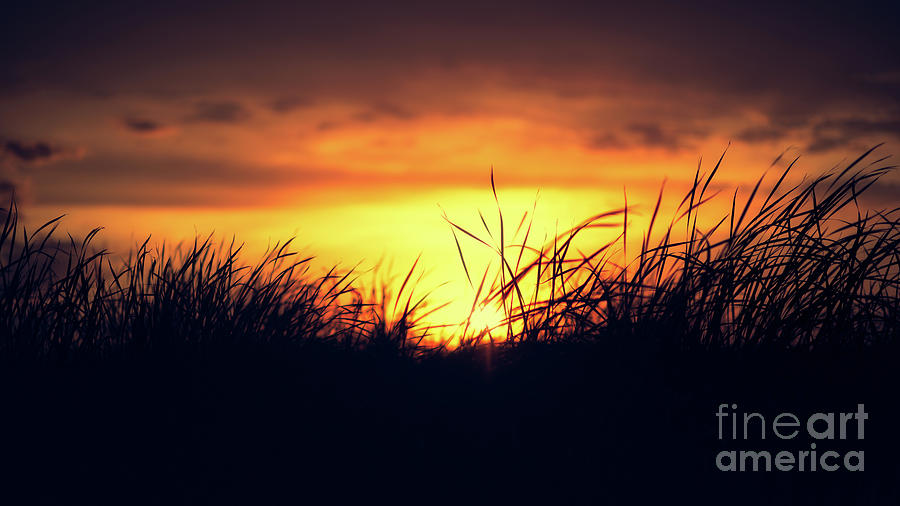 Dawn Grass Photograph by Ian McGregor