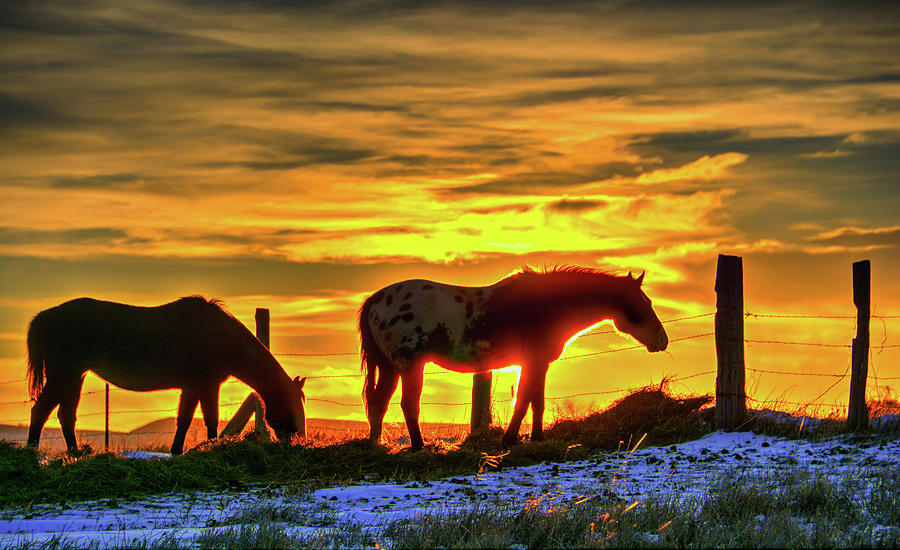 Dawn Horses Photograph by Fiskr Larsen
