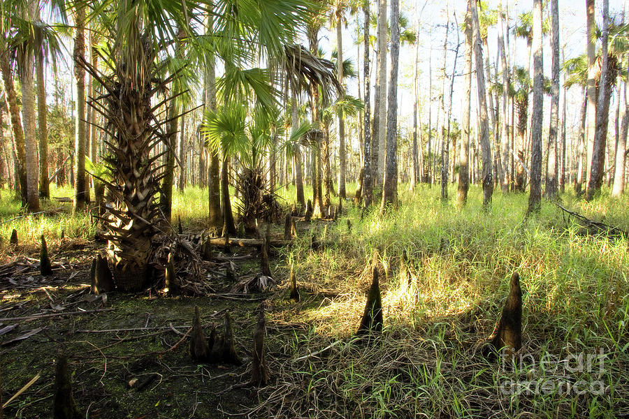 Cypress Photograph - Dawn in the Florida Forest by Matt Tilghman Cypress Photograph - Dawn in the Florida Forest by Matt Tilghman