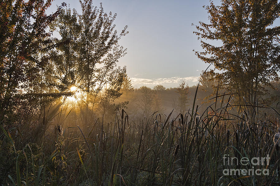 Dawn in the Reeds Photograph by David Arment