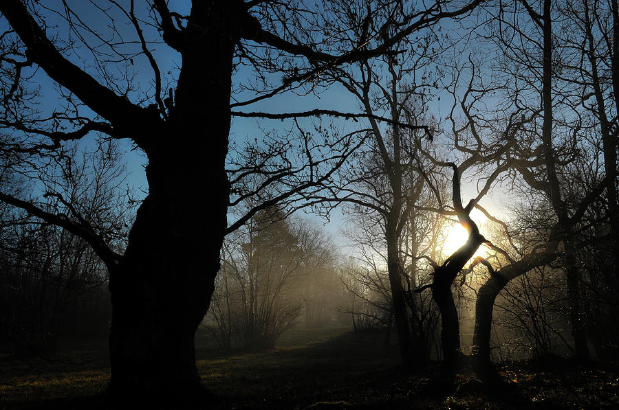 Estonia Photograph - Dawn in wooded meadow by Peeter Vissak