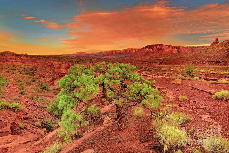 Dawn Light Capitol Reef National Park Utah  Photograph by Dave Welling