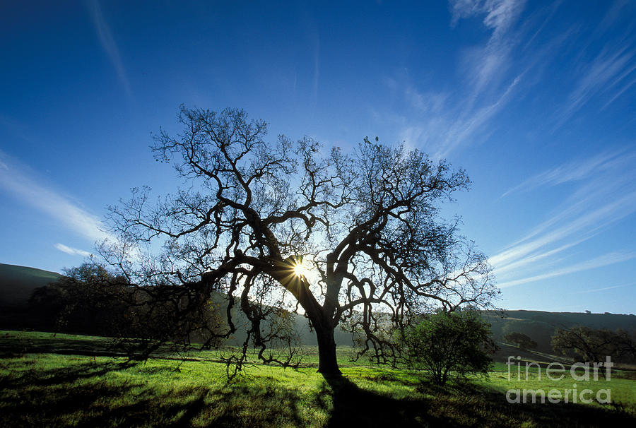 Dawn Oak Photograph by Alice Cahill