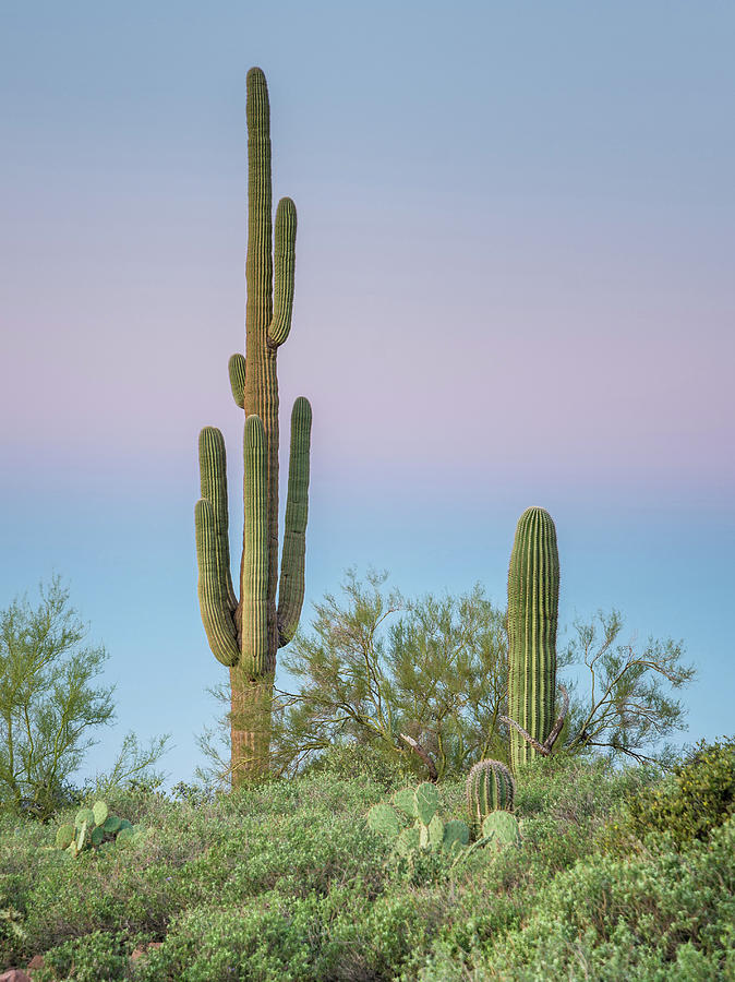 Dawn of Saguaros Photograph by Greg Nyquist