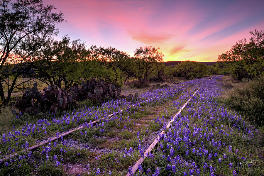 Spring Photograph - Dawn On Bluebonnet Tracks by Rowdy Winters