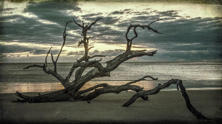 Dawn On Driftwood Beach Photograph by Andrew Wilson