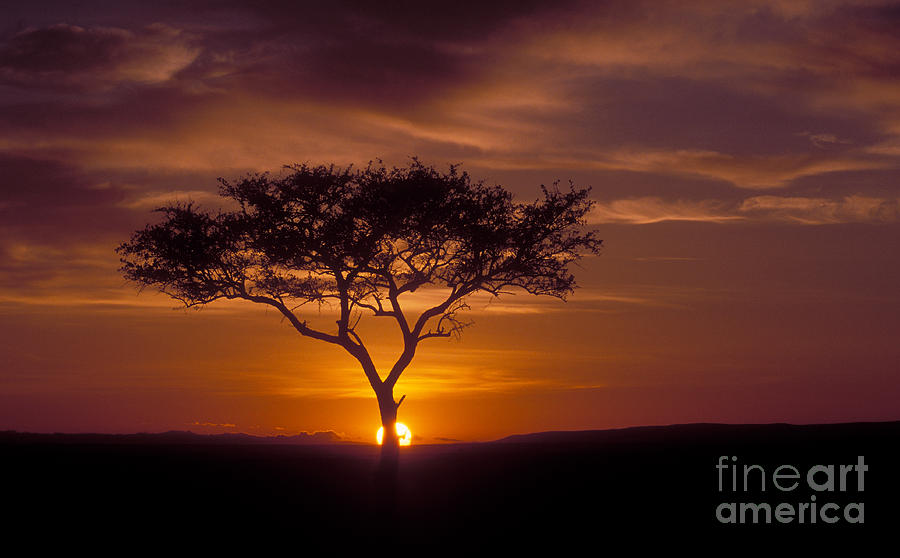 Dawn on the Masai Mara Photograph by Sandra Bronstein