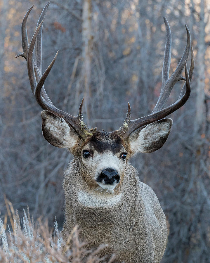 Dawn Over The Mule Deer Buck Photograph by Yeates Photography