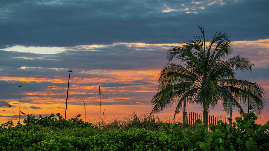 Dawn Palm Delray Beach Florida Photograph by Lawrence S Richardson Jr